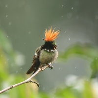 Sylfik rdzawoczuby, Lophornis delattrei, Rufous-crested Coquette