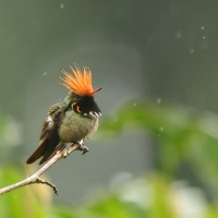 Sylfik rdzawoczuby - Rufous-crested Coquette