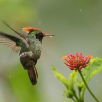 Sylfik rdzawoczuby - Rufous-crested Coquette