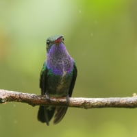 Szafirek mleczny - Sapphire-spangled Emerald