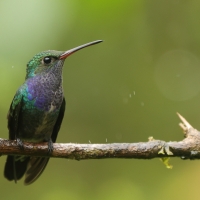 Szafirek mleczny - Sapphire-spangled Emerald