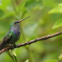 Szafirek mleczny - Sapphire-spangled Emerald