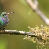 Szafirek mleczny - Sapphire-spangled Emerald