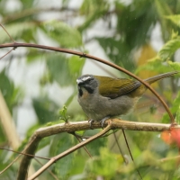 Ziarnołusk płowogardły - Buff-throated Saltator