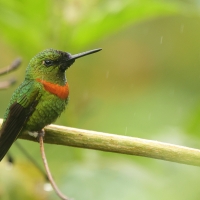 Pustelnik jasnosterny - Pale-tailed Barbthroat
