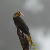 Kacykowiec rdzawy - Russet-backed Oropendola