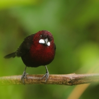 Tapiranga ciemna - Silver-beaked Tanager