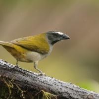 Ziarnołusk płowogardły - Buff-throated Saltator