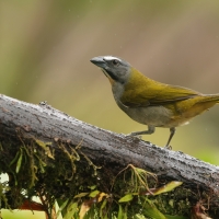 Ziarnołusk płowogardły - Buff-throated Saltator