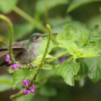 Zapylak szary - Grey-breasted Sabrewing