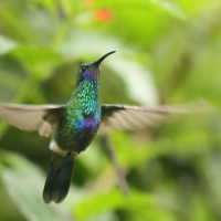 Uszatek niebieskobrzuchy - Sparkling Violet-ear