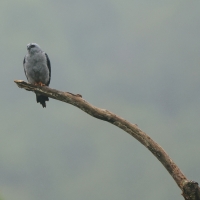 Kanialuk szary - Plumbeous Kite