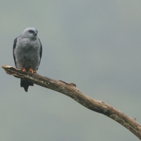 Kanialuk szary - Plumbeous Kite