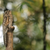 Nocolot szary - Common Potoo