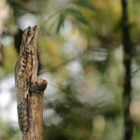 Nocolot szary - Common Potoo