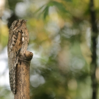Nocolot szary - Common Potoo