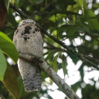Nocolot szary - Common Potoo