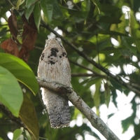Nocolot szary - Common Potoo