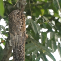 Nocolot szary - Common Potoo