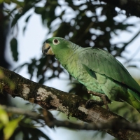 Amazonka skromna - Mealy Amazon
