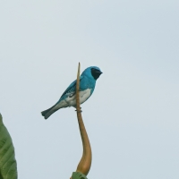 Tersyna - Swallow Tanager