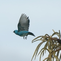 Tersyna - Swallow Tanager
