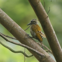 Dzięcioł jarzębaty, Veniliornis passerinus, Little Woodpecker