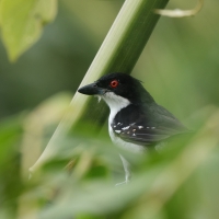 Taraba - Great Antshrike