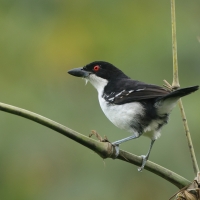 Taraba - Great Antshrike
