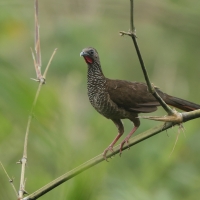 Czakalaka kreskowana - Speckled Chachalaca