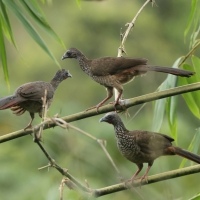 Czakalaka kreskowana - Speckled Chachalaca