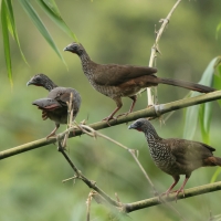 Czakalaka kreskowana - Speckled Chachalaca