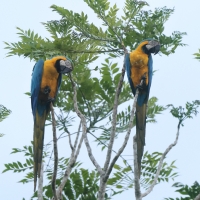 Ara ararauna - Blue-and-yellow Macaw