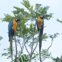 Ara ararauna - Blue-and-yellow Macaw