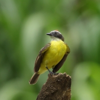 Bentewi krasnociemieniowy - Social Flycatcher