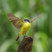 Bentewi krasnociemieniowy, Myiozetetes similis, Social Flycatcher