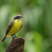 Bentewi krasnociemieniowy - Social Flycatcher