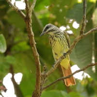 Bentewi żółtobrzuchy - Sulphur-bellied Flycatcher