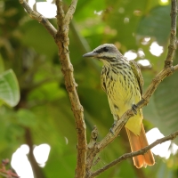 Bentewi żółtobrzuchy, Myiodynastes luteiventris, Sulphur-bellied Flycatcher