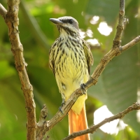 Bentewi żółtobrzuchy - Sulphur-bellied Flycatcher