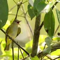 Wireonek białobrzuchy - Yellow-green Vireo