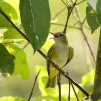 Wireonek białobrzuchy - Yellow-green Vireo