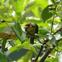 Brodacz żółtogardły, Eubucco richardsoni, Lemon-throated Barbet