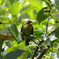 Brodacz żółtogardły - Lemon-throated Barbet