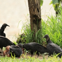 Sępnik czarny - Black Vulture