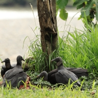 Sępnik czarny - Black Vulture