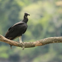 Sępnik czarny - Black Vulture