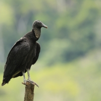 Sępnik czarny - Black Vulture