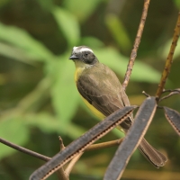 Bentewi krasnociemieniowy - Social Flycatcher
