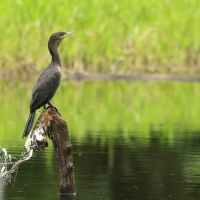 Kormoran oliwkowy, Phalacrocorax brasilianus, Neotropic Cormorant